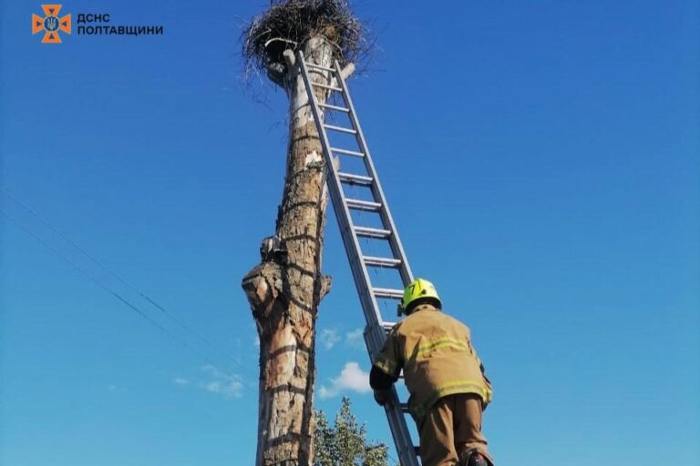 Надзвичайники Полтавщини врятували лелеченя, яке самотньо сиділо у гнізді чотири дні