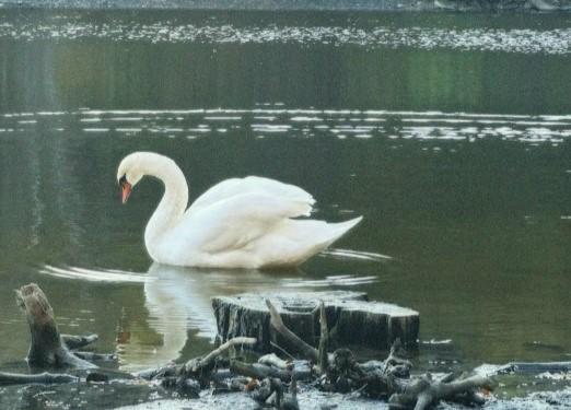 У Полтавському Дендропарку знижується рівень води у ставку – лебеді залишаються у безпеці