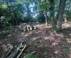 На Полтавщині судитимуть лісорубів, що завдали збитків на понад 3,6 млн грн