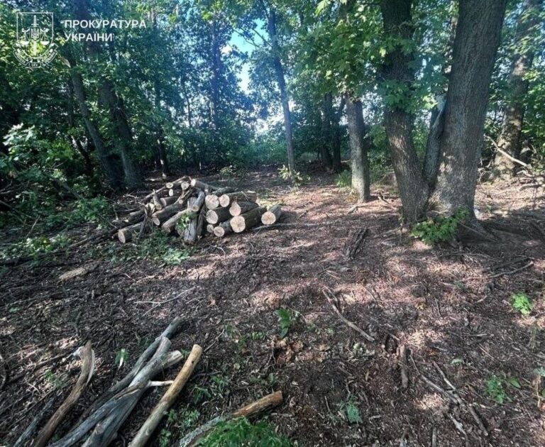 На Полтавщині на лаві підсудних опинилися лісоруби: збитки державі – понад 3,6 мільйона гривень