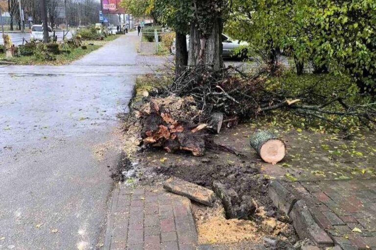 Новина: У Полтаві з початку року видалили понад 3 тисячі аварійних дерев