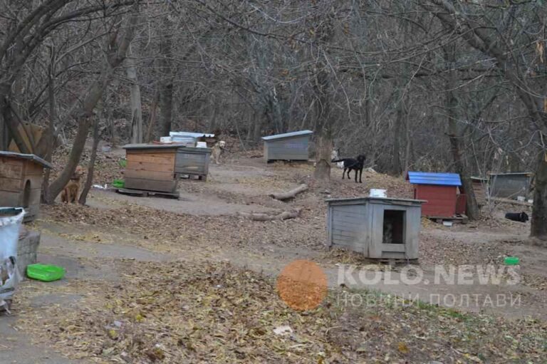Полтавців закликають долучитися до толоки у пункті перетримки безпритульних тварин: допомога потрібна кожним рукам